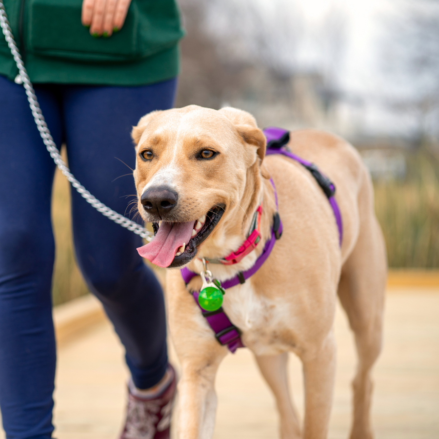 Dog Accessories