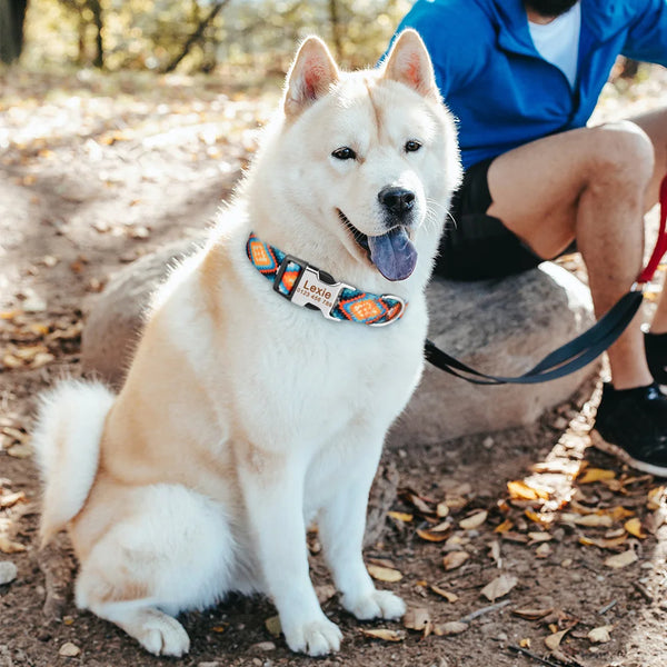 Customizable Dog Tag Collar